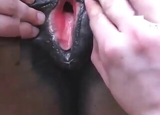 Horse enjoying fantastic fucking from behind