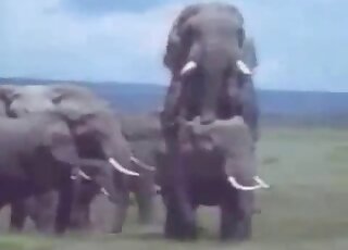 Elephants Videos / 3d animal porn / Most popular Page 1