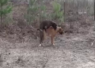 Brown dog gets fucked by a black dog outside