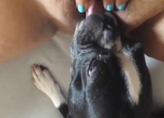 ممارسة الجنس مع الحيوانات: الجنس الفموي مع كلب أسود من نوع تيرير