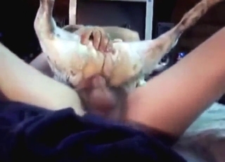 ممارسة الجنس الشرجي مع كلب صغير يبدو أنه يستمتع بذلك