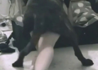 مراهقة سمراء تلف ساقيها حول كلب أسود