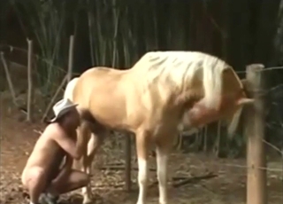 سيكون قضيب الحصان أفضل شيء بالنسبة له