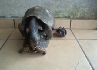 Gay turtle power, dude: outdoor anal with speed