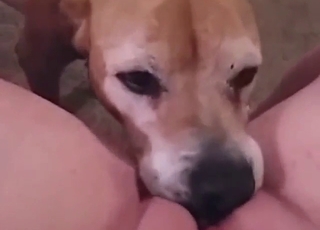 لقطات مقرّبة لكلب يُظهر مهارات رائعة