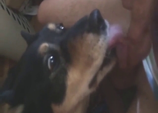 Smaller dog training its mouth with human dick