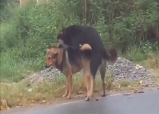 عاشقان من الكلاب يستمتعان بممارسة الجنس العنيف في الهواء الطلق