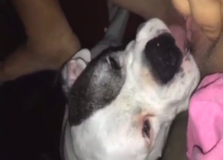 ممارسة الجنس مع الحيوانات عن طريق الفم مع كلب مثير يلعق قضيبه