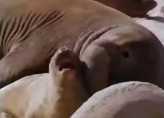 Surprising zoo sex video, check it out